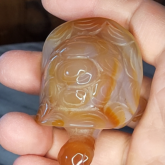 Xarnelian Land Tortoise - Picture 15 of 16